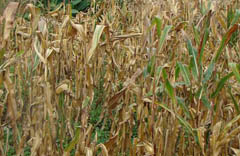 Maize stalks