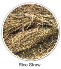Rice Straw
